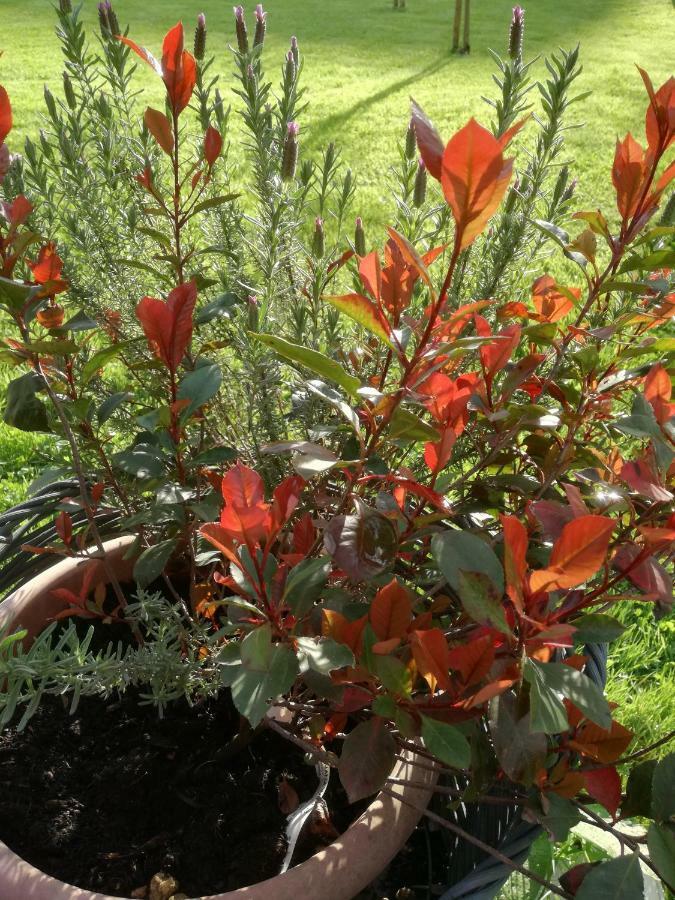 Piano di Follo B&B La Damigiana Fioi المظهر الخارجي الصورة